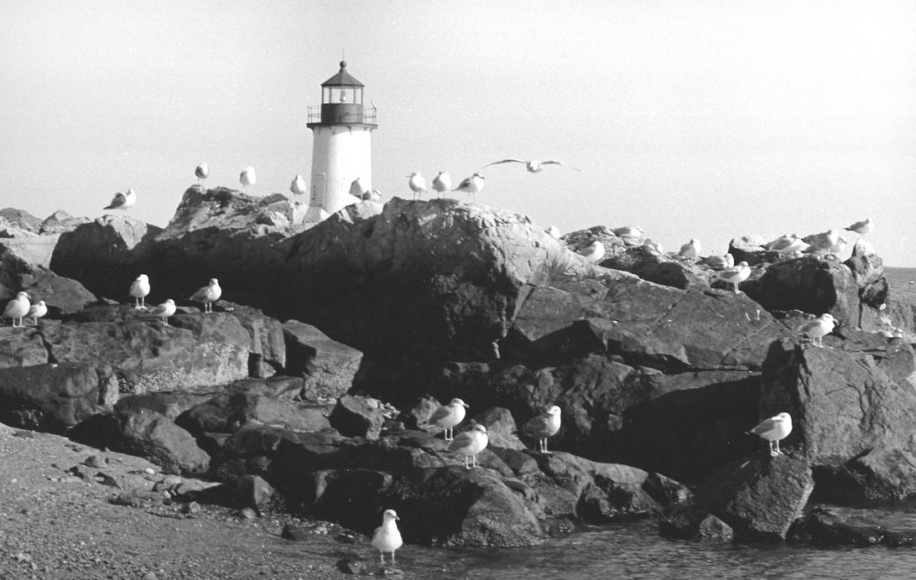 Black & White PhotographFlock of Gulls at Winter Island Light. Salem, Mass.